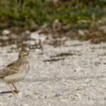 Cochevis huppé en Camargue